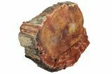 Polished, Petrified Wood (Araucarioxylon) - Arizona #193691-1